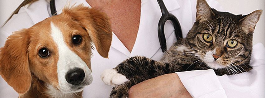 how to become a veterinarian